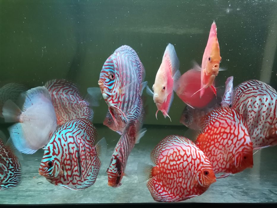 Paletki dyskowce (hodowla)