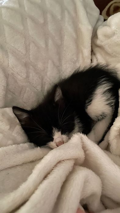 Małe kotki do adoptowania