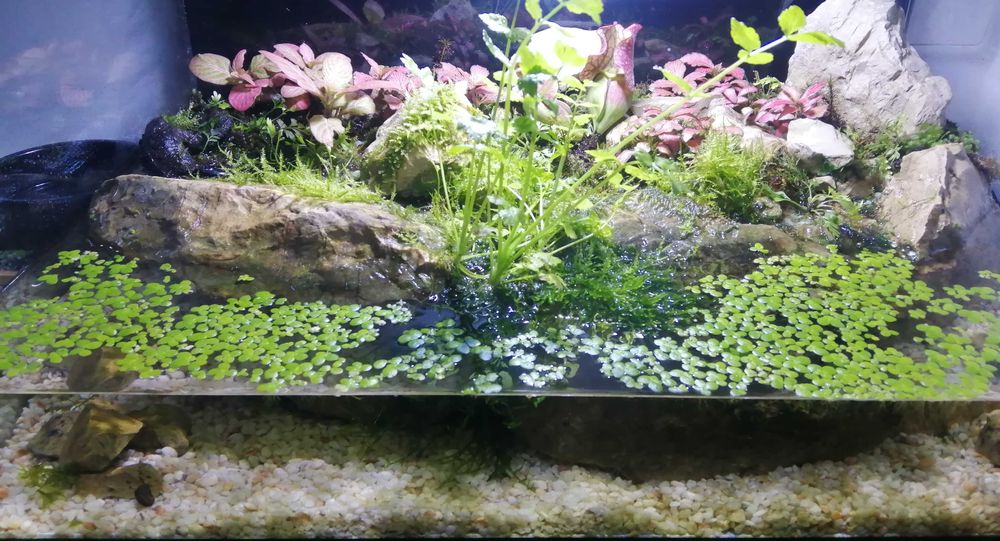 Aquário plantado