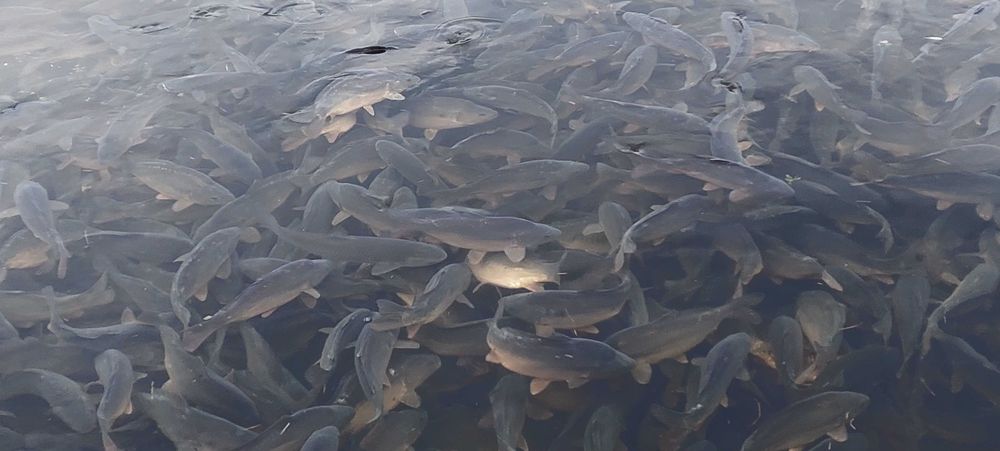 Karp. Hurt oraz detal.