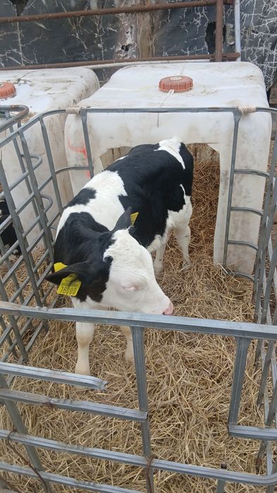 byczki zarlaki simental ncb