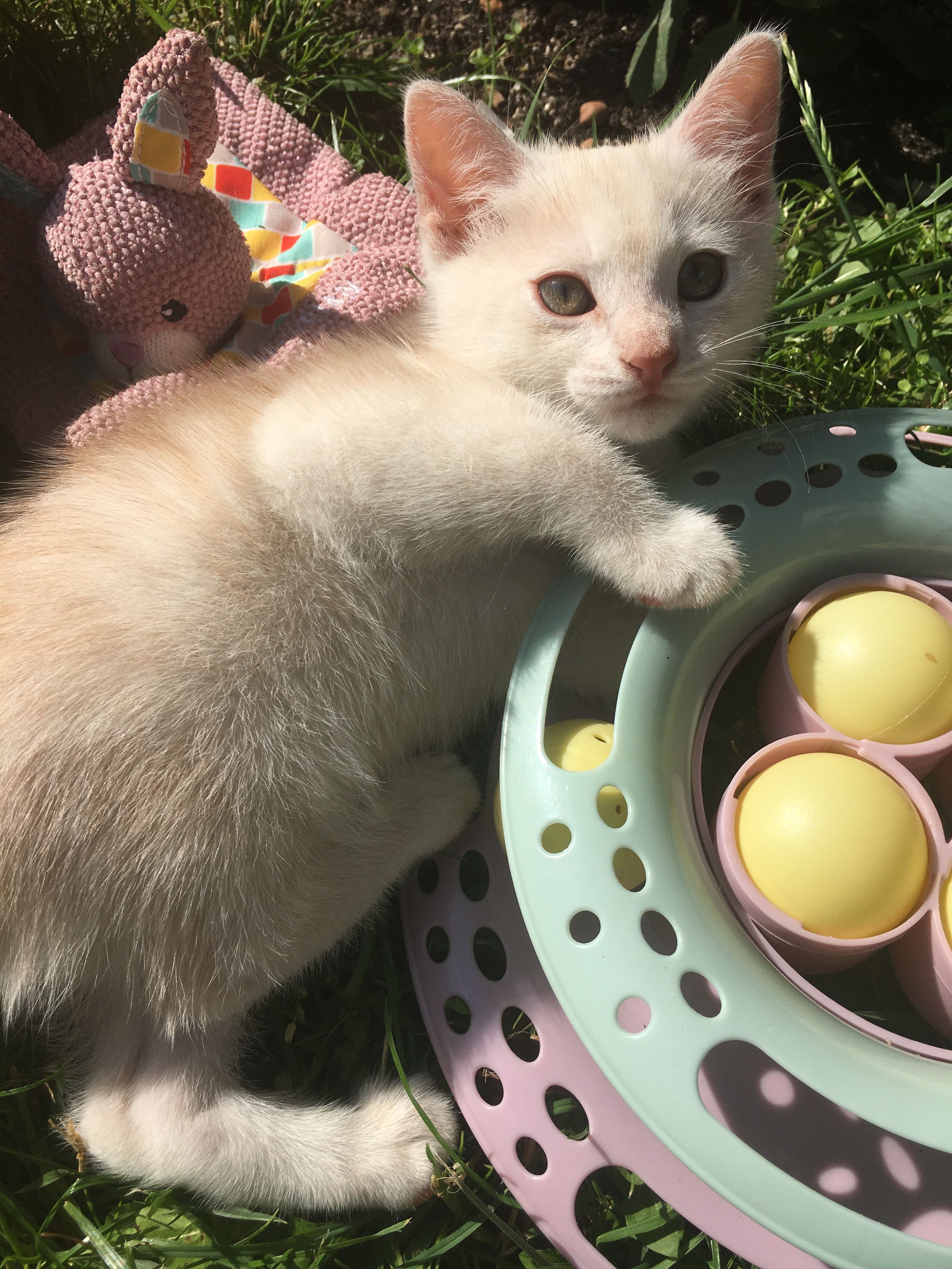 Золотий котик - хлопчик