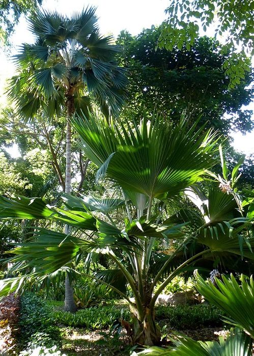 Rara Palmeira do Havaí, Lo'ulu Lelo ou Pritchardia hillebrandii