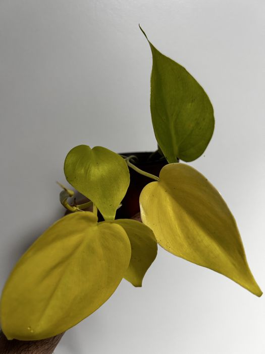 Philodendron Lemon Lime