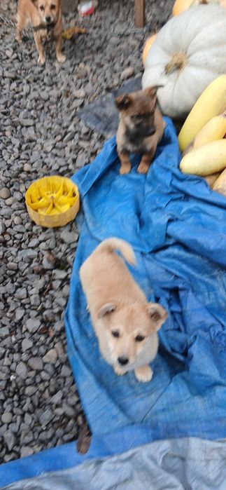 Карликові цуценята