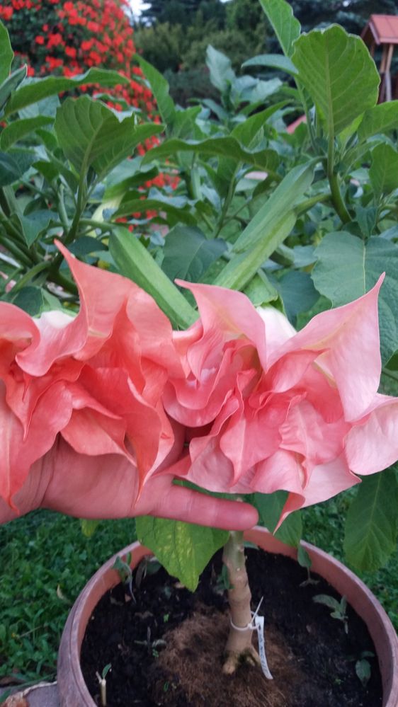 Datura -brukmansja rozowa pelna