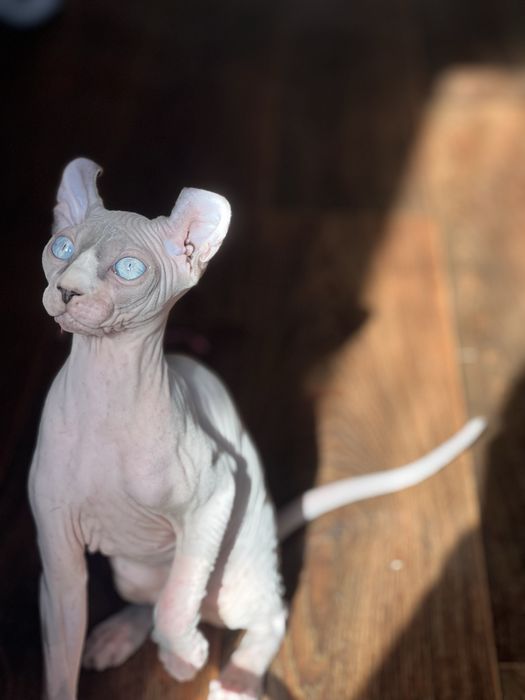 Кошенята ельфійскої породи, ельфи, сфінкси