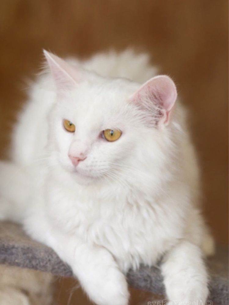 Монблан, котик пушистик, 9 мес, кот
