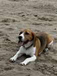 Oddam beagle w dobre rece