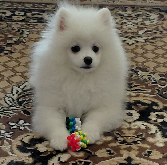 Шпіц чистокровний