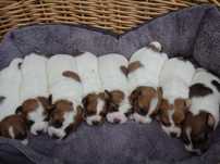 Jack Russell Terrier od # S M A R T I E * J A C K S # rodzice FCI/ZKwP