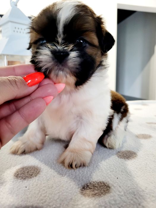 Sunia shih tzu legalna Hodowla zapraszam