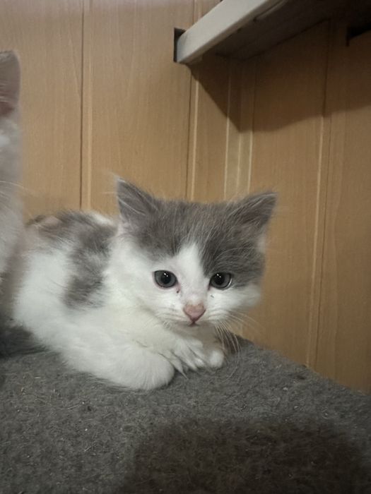 Віддам гарного котика