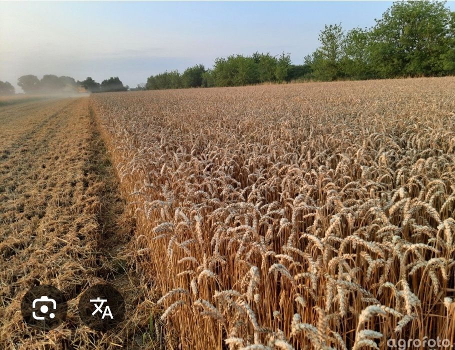 Pszenica Euforia po Centrali