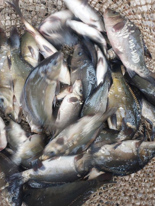 Narybek kroczek karaś pospolity