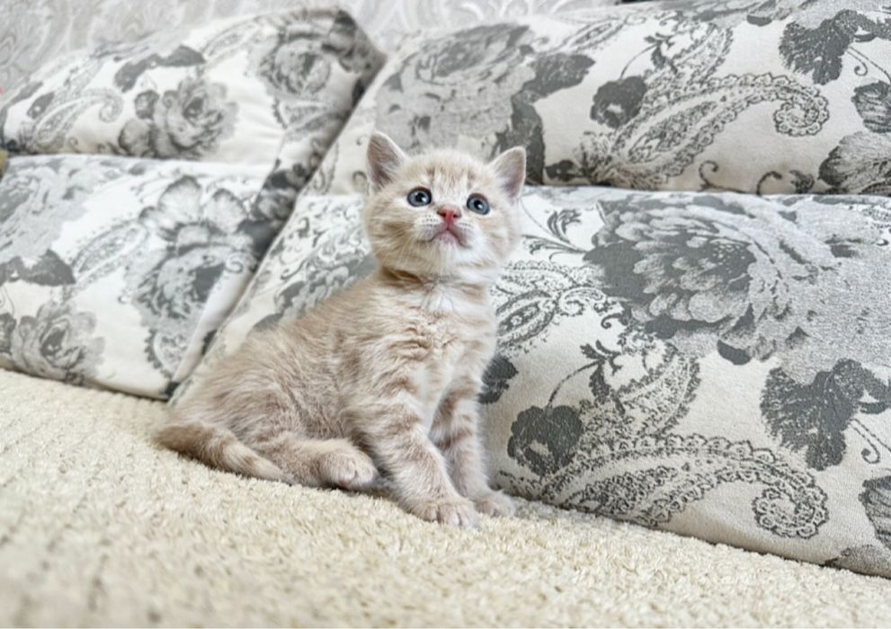 Бусинки Шикарные в Киеве