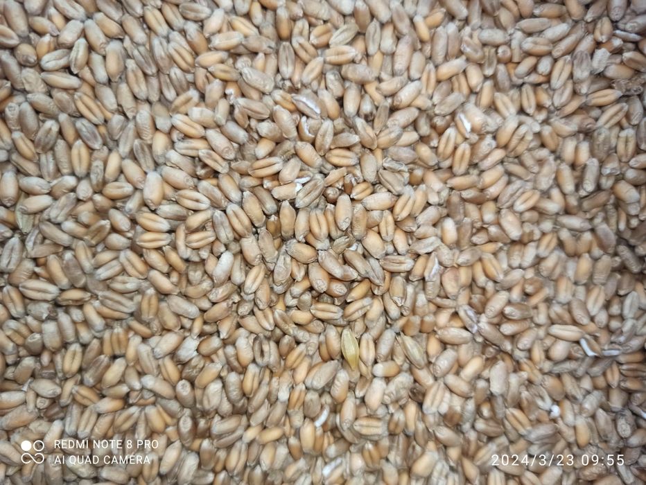 Sprzedam Pszenicę Ozimą Landrich