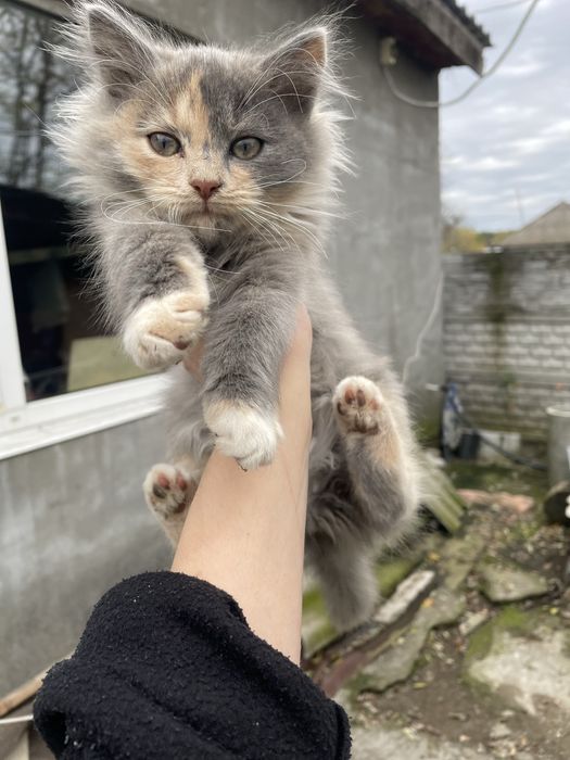 Котики в добрі руки.