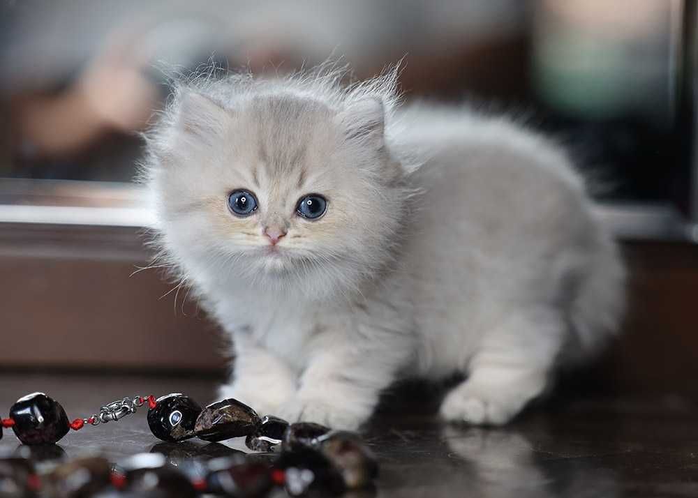 Британський котик 1,5 міс