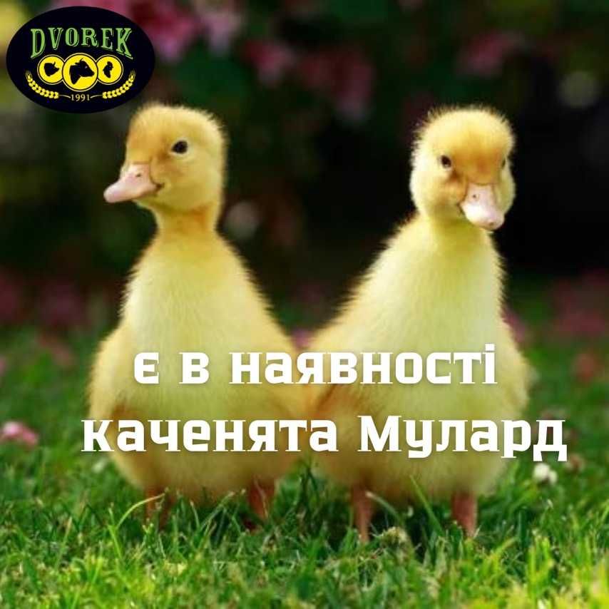 Опт, роздріб каченята МУЛАРД