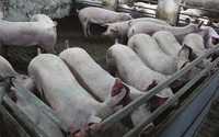 Продам свиней живою 170 кг