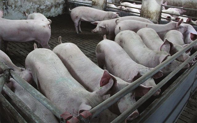 Продам свиней живою 170 кг