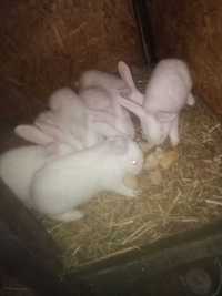 Młode króliki termodzkie
