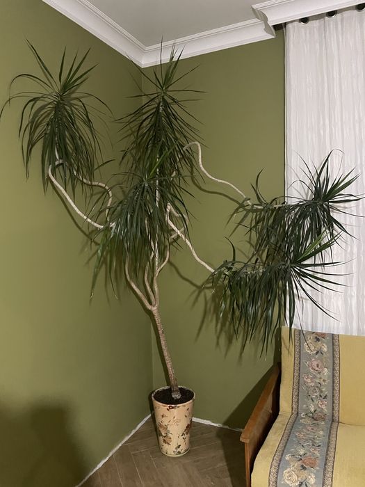 Продам драцена кімнатна