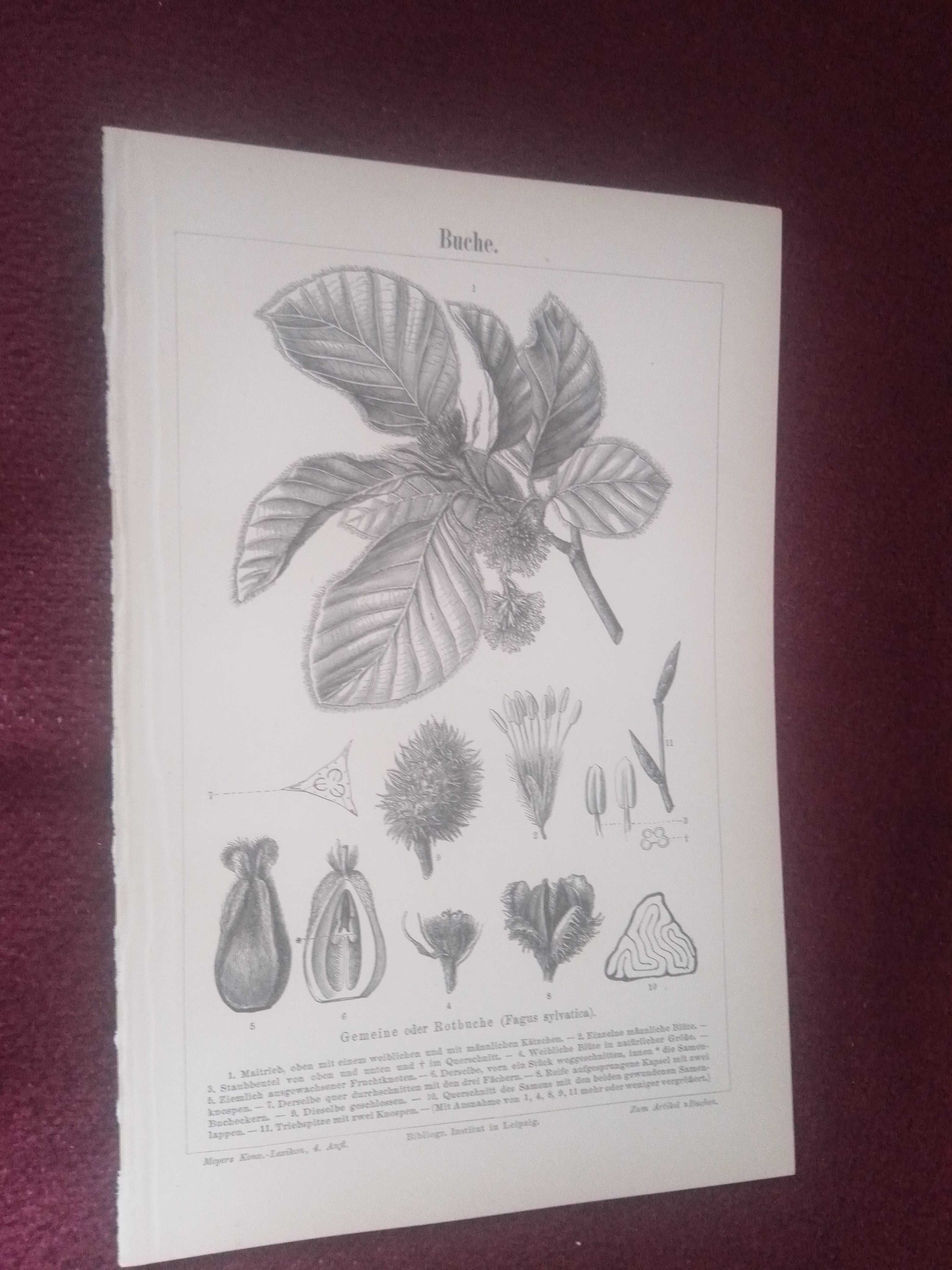Liście drzew - Buk  oryginalna XIX w. grafika