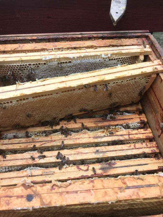 miód rzepakowy Pasieka Dojlidy 1kg