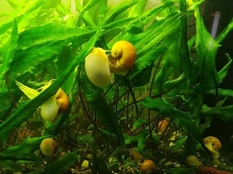 маленькие - по 10, большие - по 20