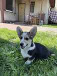 Samiec Welsh Corgi Pembroke