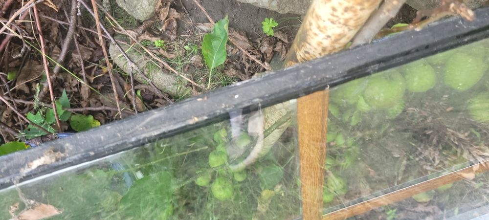 Szyby zespolone nie używane