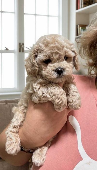 Необыкновенной красоты девочка мальтипу.