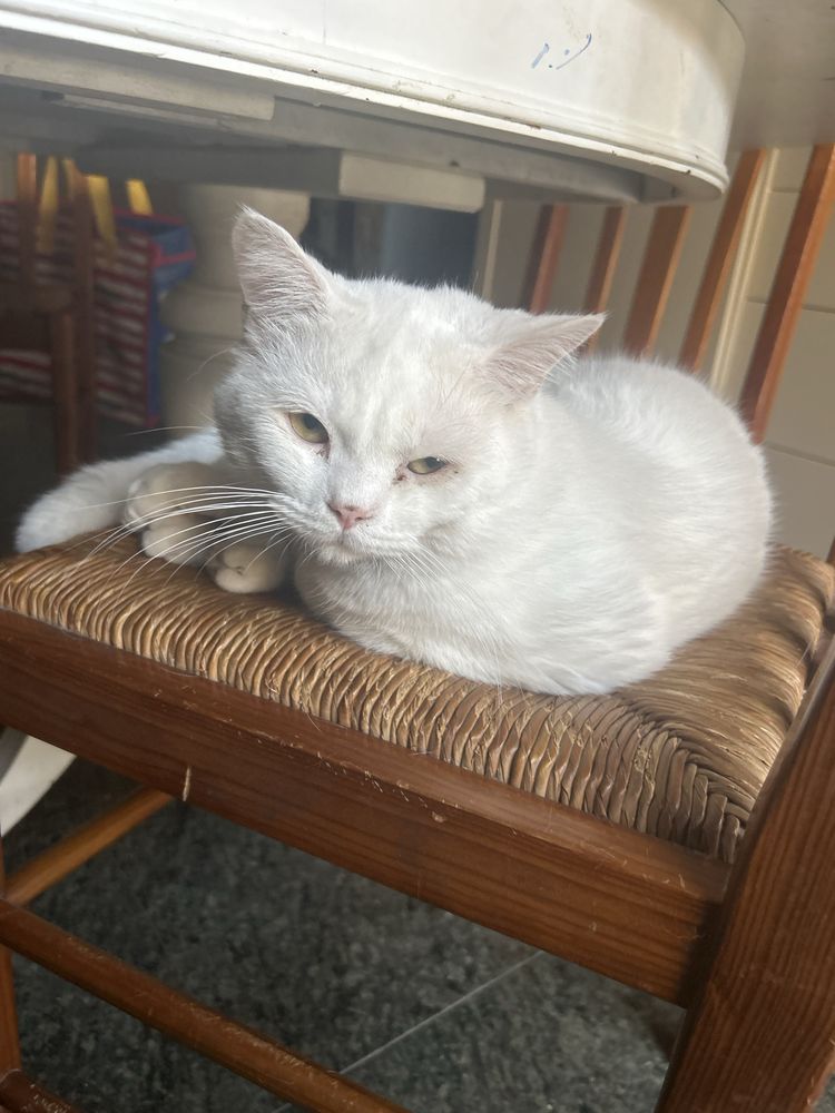 Gatinho scottish com 8 meses