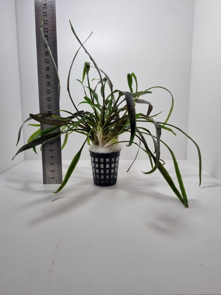 Cryptocoryne lucens