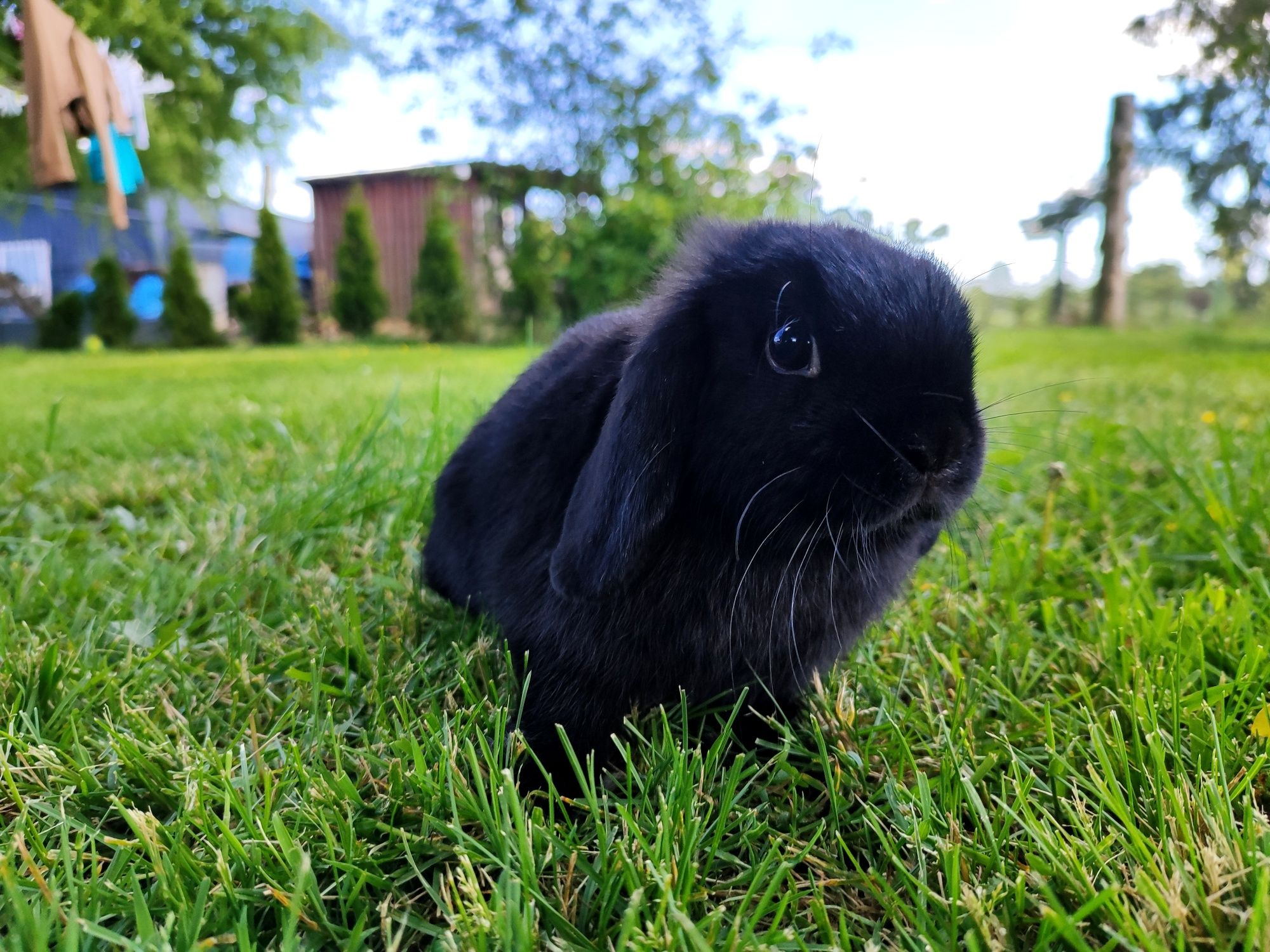 Mini lop metryka rasowy legalna hodowla miniaturka baranek