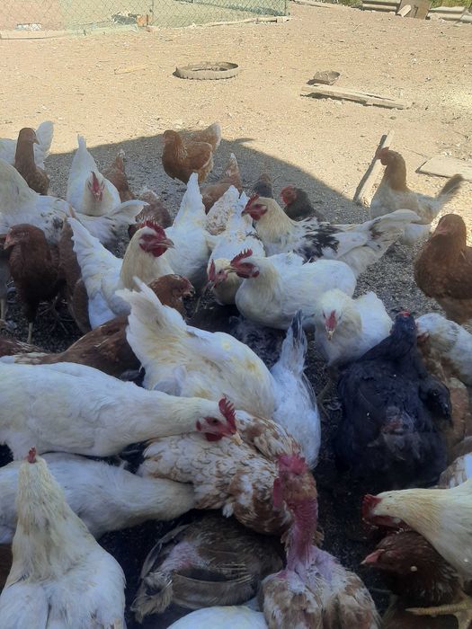 Продам петушков Ломан Браун