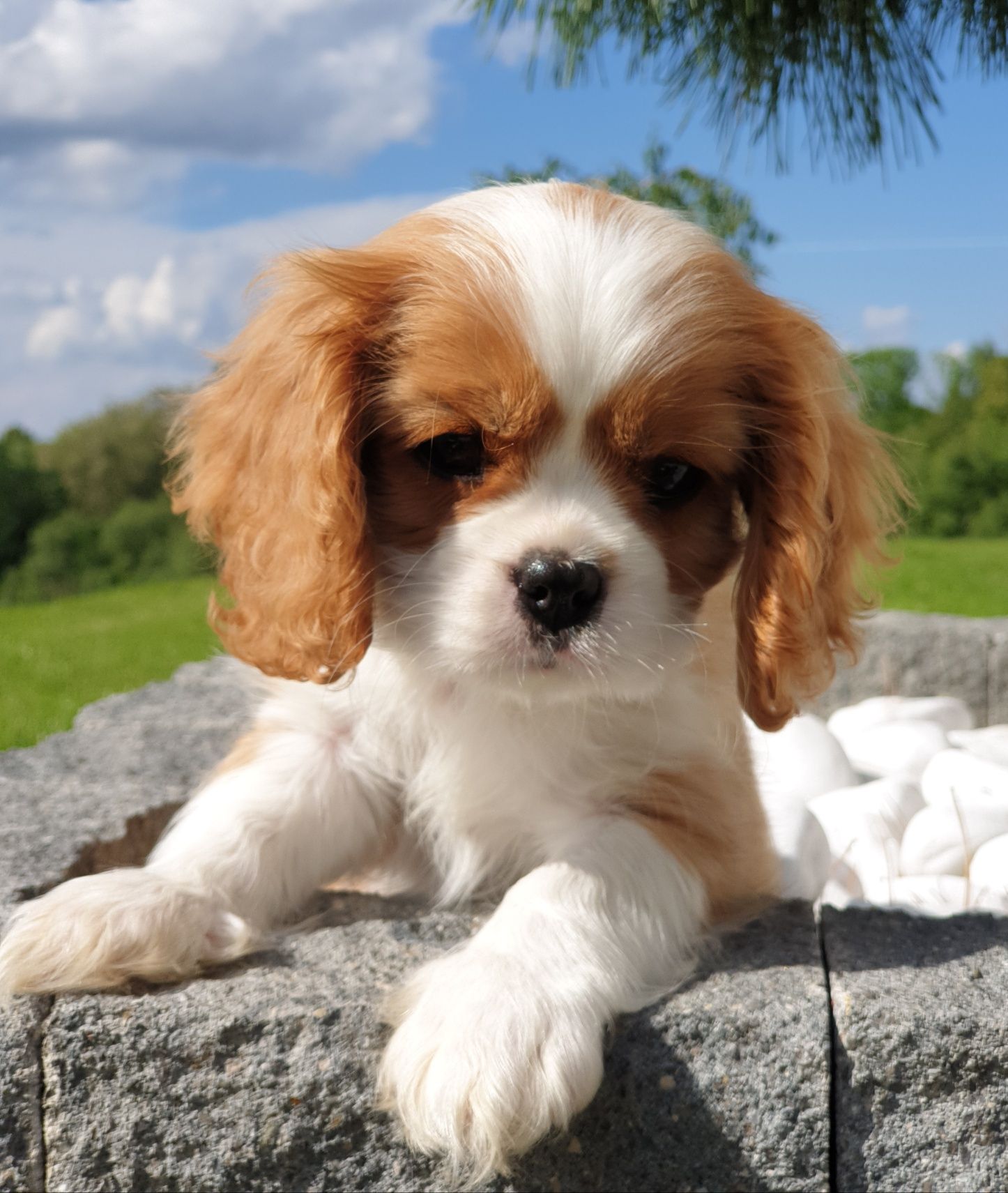 Cavalier King Charles Spaniel