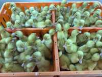 Kurczaki pisklęta nioski, mięsne, Blueshell, Greenshell, Sussex, Rosa