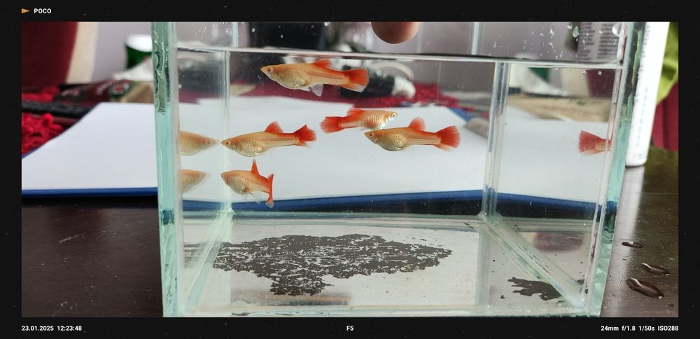 Gupik Red Albino Super Big Dorsal