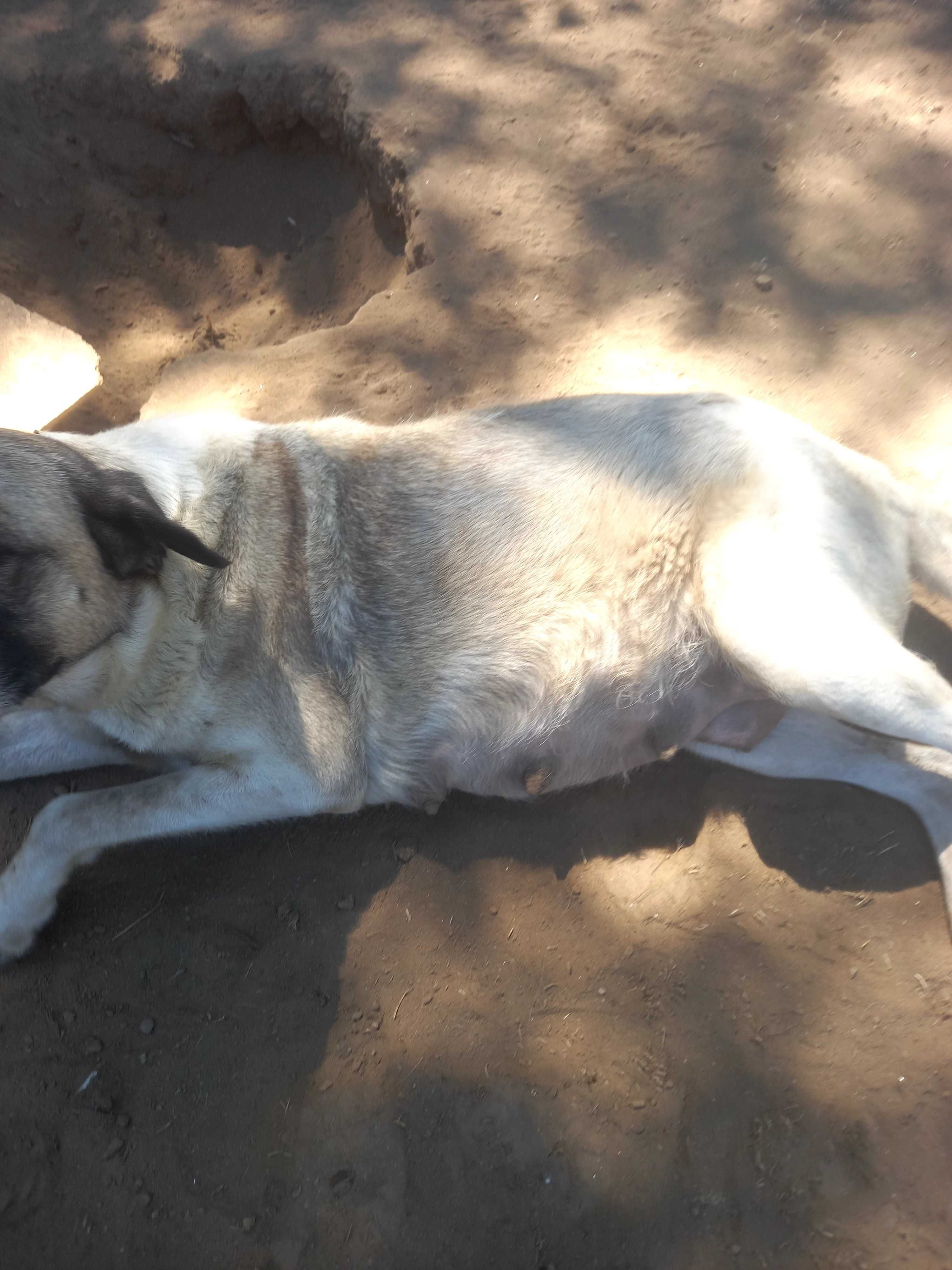 Cães rafeiro alentejano puros