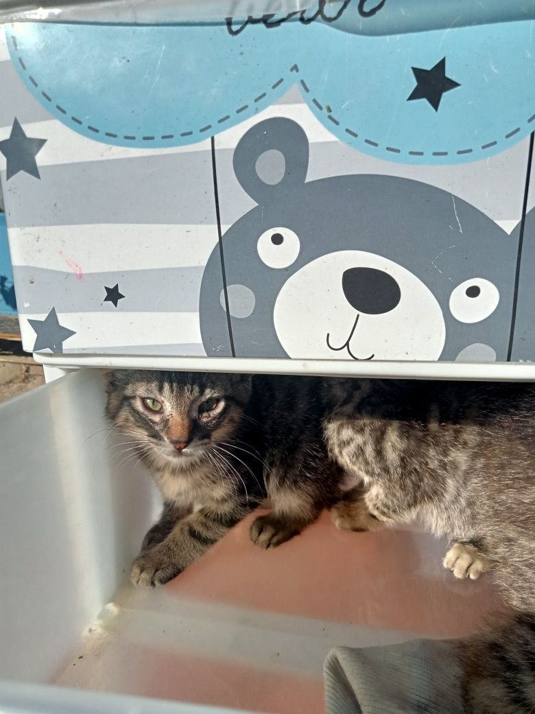 Três pequenos gatos tigres
