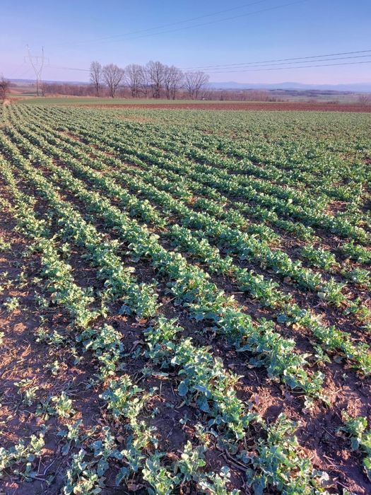 Usługi Rolnicze Siew Koszenie Transport Uprawa