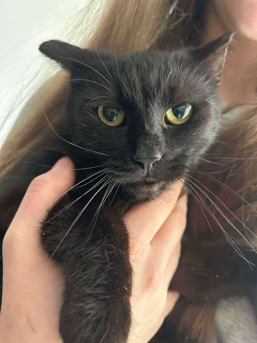 Łagodny, delikatny Bakuś do adopcji