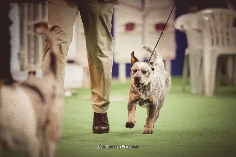 Australian Cattle Dog (Cão Boieiro Australiano)