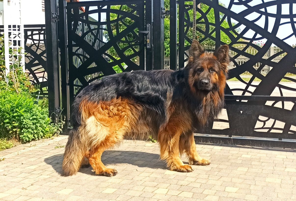 Owczarek niemiecki długowłosy (suczka)