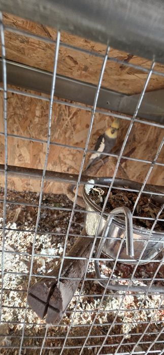 Sprzedam parke nimfy