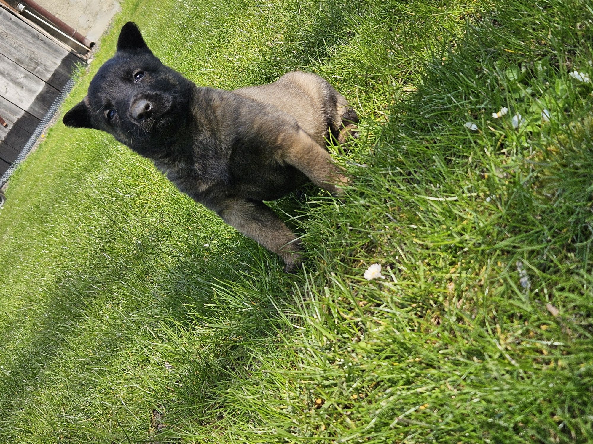 Owczarek Belgijski Malinois MIOT.