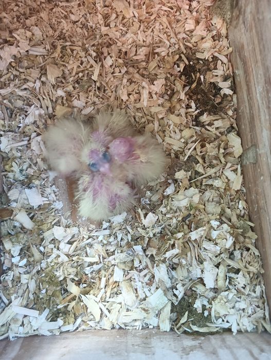 Casal de caturras reprodutores